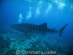 A WHALE SHARK BREATHING!?!?  hhhhmmmmm

Photo taken at ... by Christian Loader 